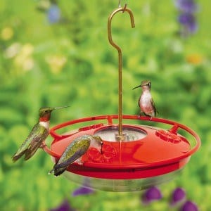 Nest of a Hummingbird: Complete Building Guide