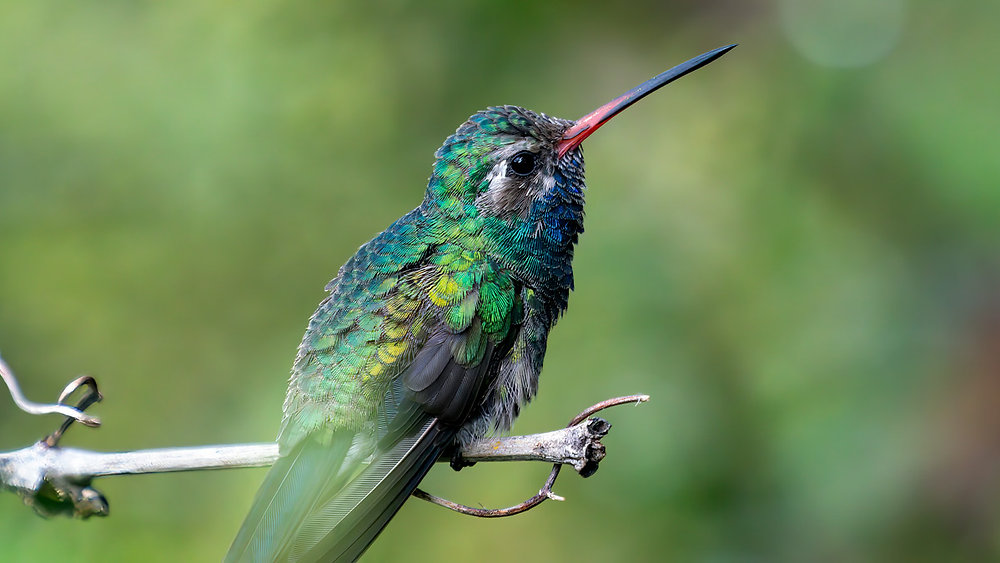 Rare Hummingbird Species: Conservation Status