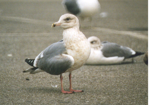 Seagull Lifespan: Complete Guide to Their Years