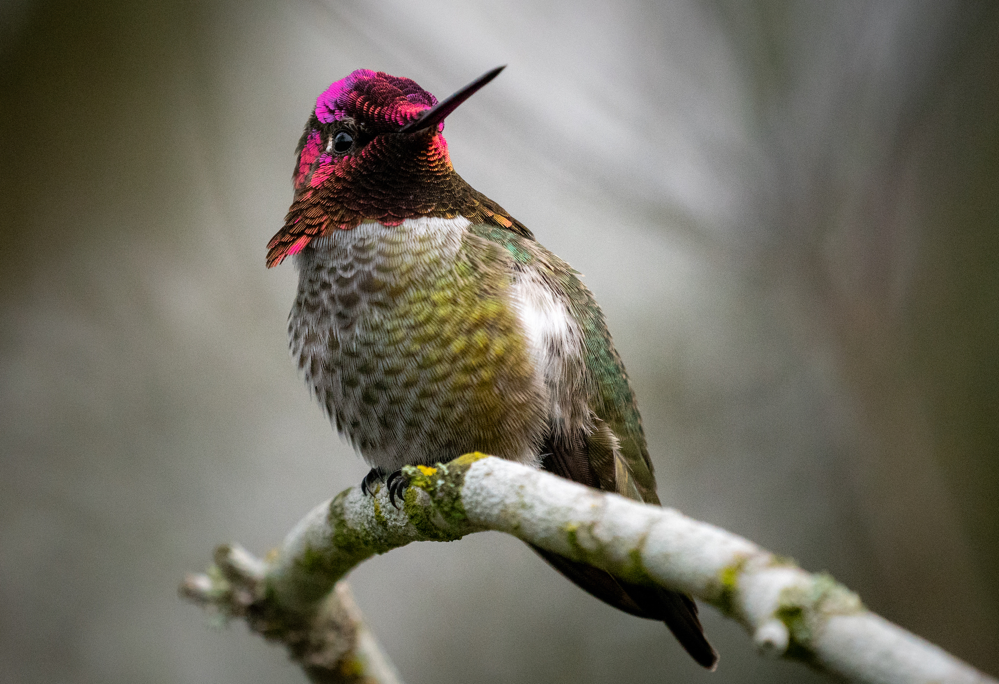 Seasonal Hummingbird Care: Monthly Guide