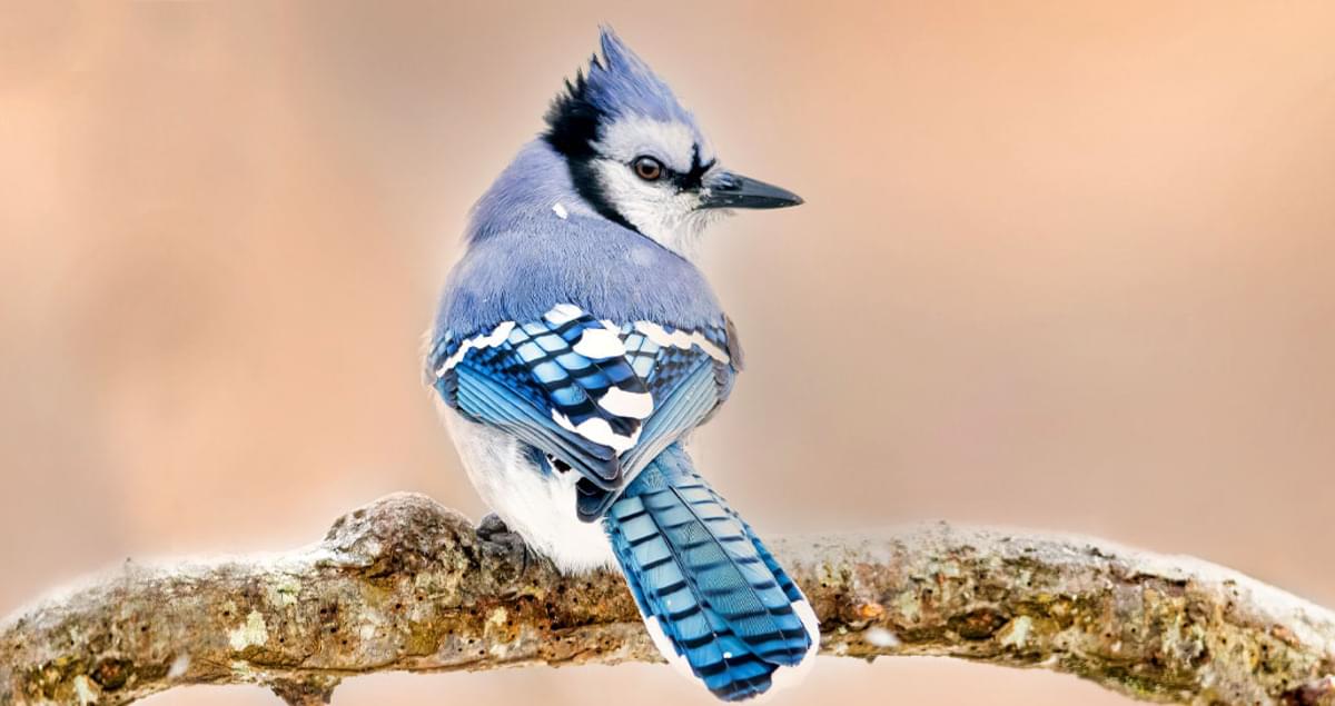 Types of Blue Jays: Species Guide Across America