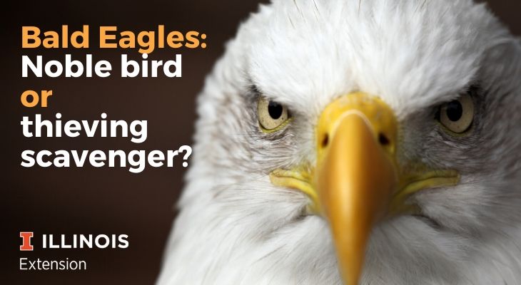 What Do Bald Eagles Eat? Complete Hunting Guide