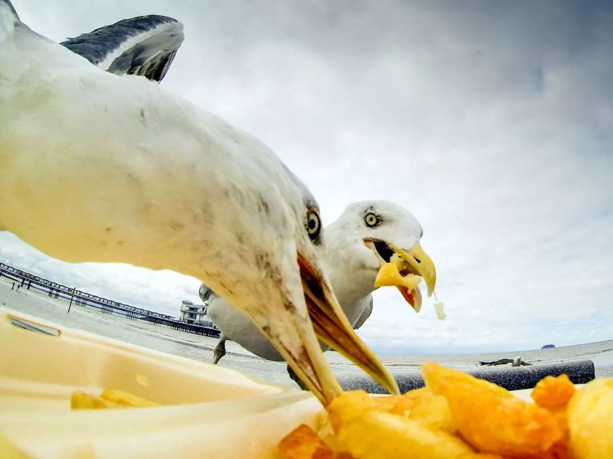 What Do Seagulls Eat: Complete Diet Guide