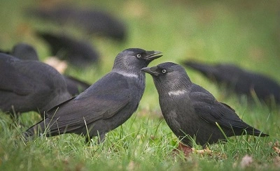 What Is a Group of Ravens Called: Collective Terms