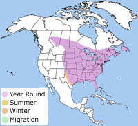 Where Do Blue Jays Live? Habitat Range Guide