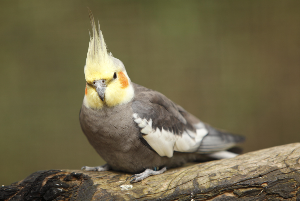 Where Do Cockatiels Come From? Natural Habitat Guide