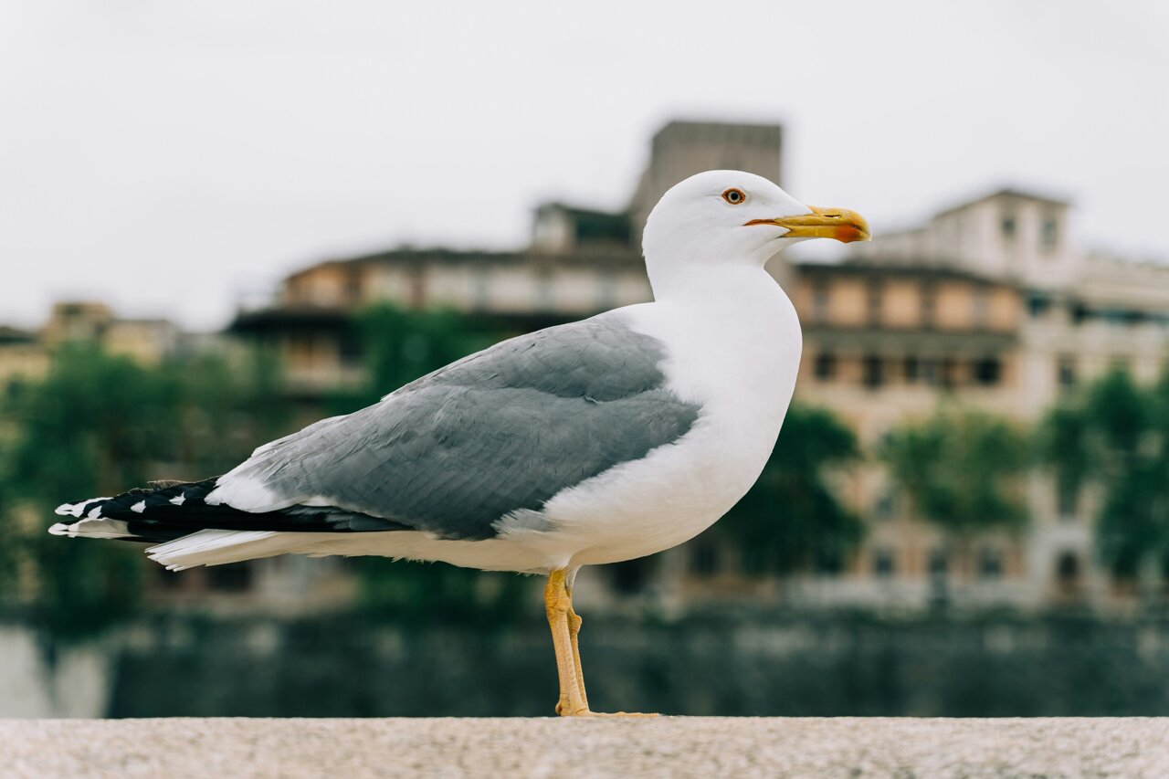 Where Do Seagulls Nest: Breeding Site Guide