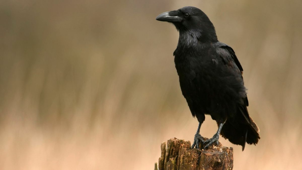 Why Are Ravens Associated with Death: Myths vs Facts