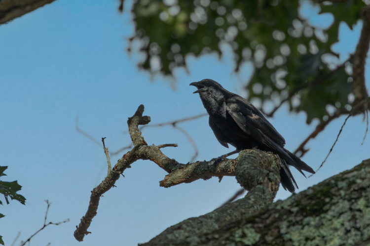 Why Are Ravens Black: Evolution of Feather Color