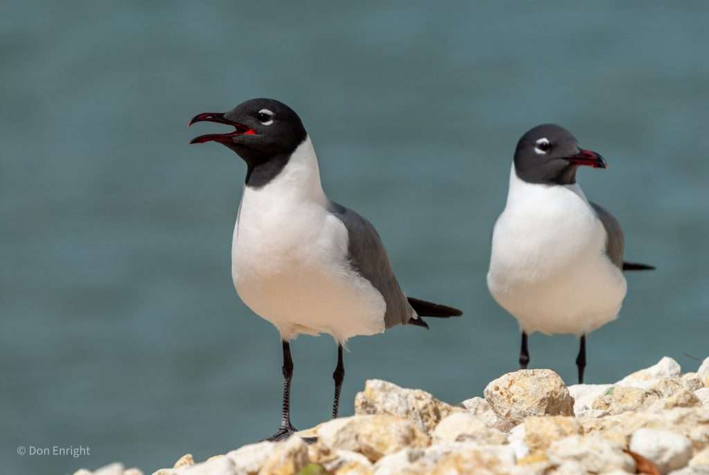 Why Are Seagulls So Loud: Understanding Their Calls