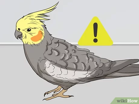 Why Did My Cockatiel Die? Common Causes Guide