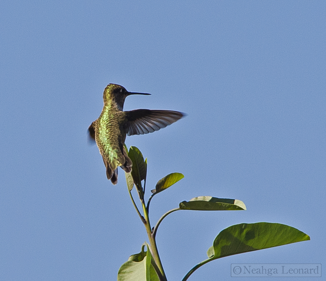 Why Do Hummingbirds Fight: Territory Battles Explained