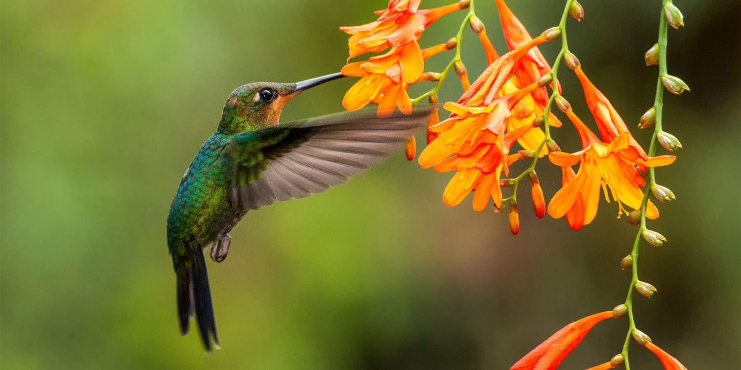 Why Do Hummingbirds Hum: Wing Sound Science