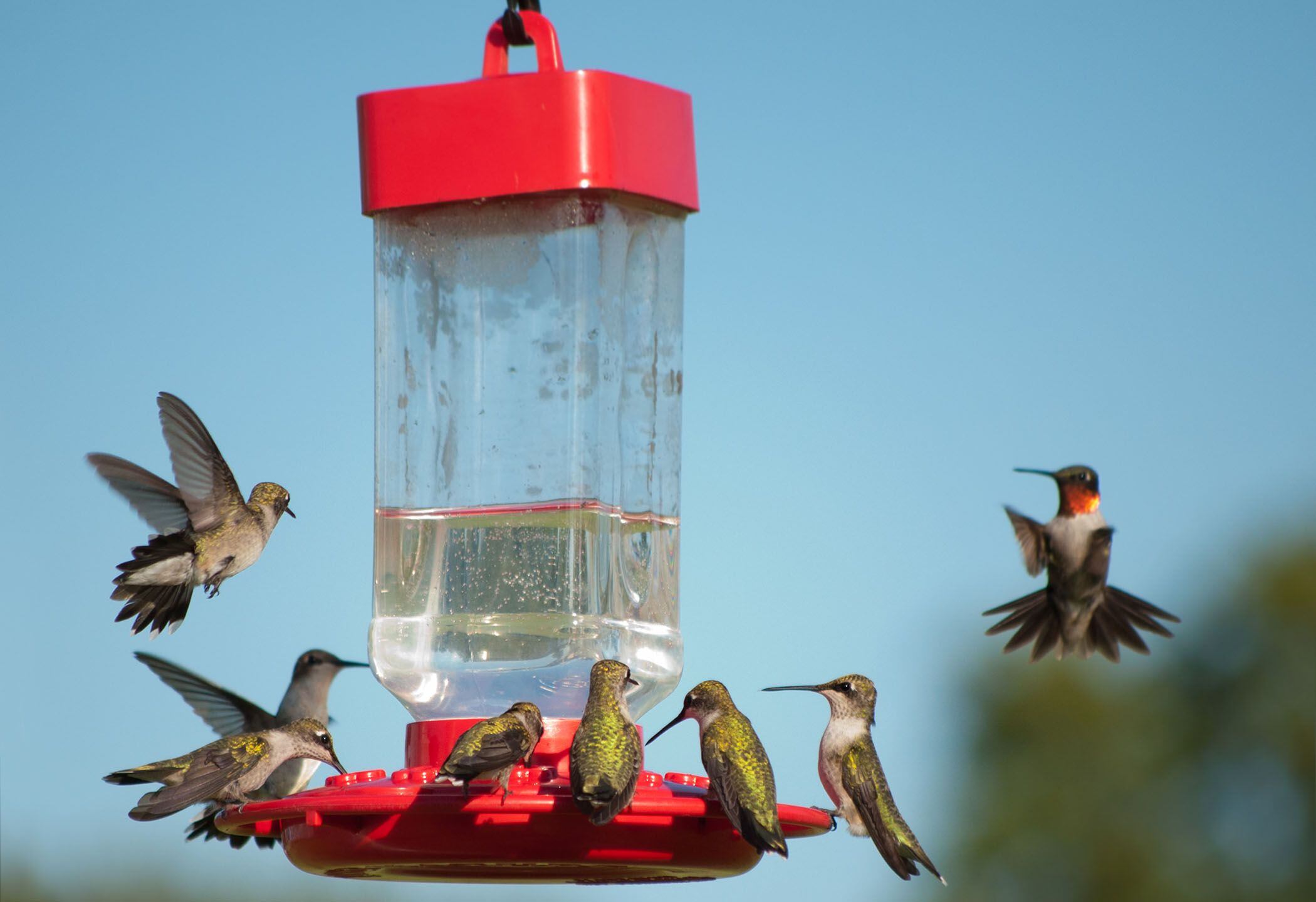 Why Do Hummingbirds Stop Visiting Feeders