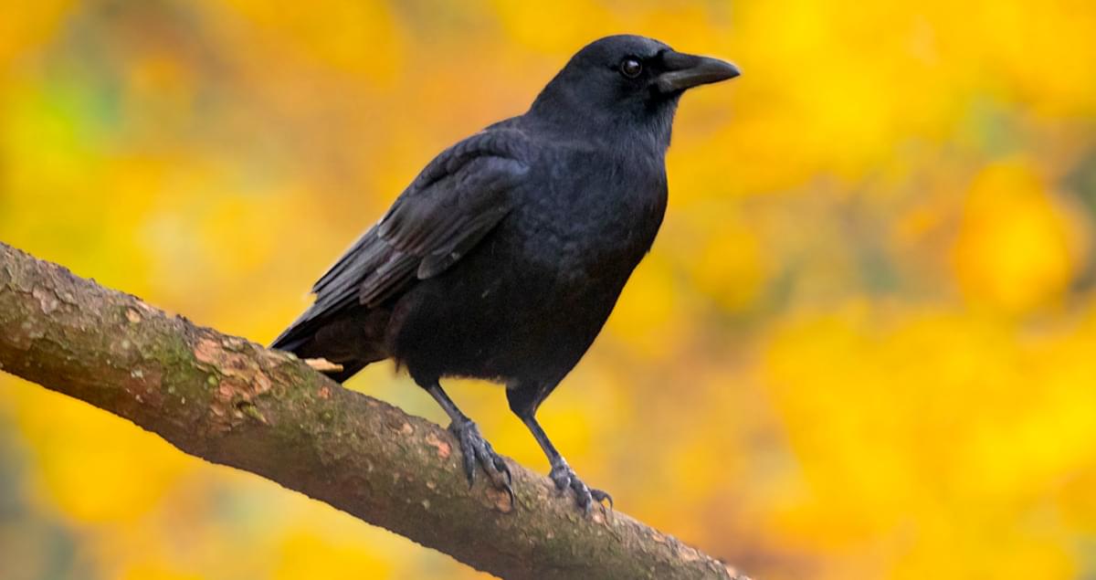 Why Do Ravens Caw? Vocalization Guide