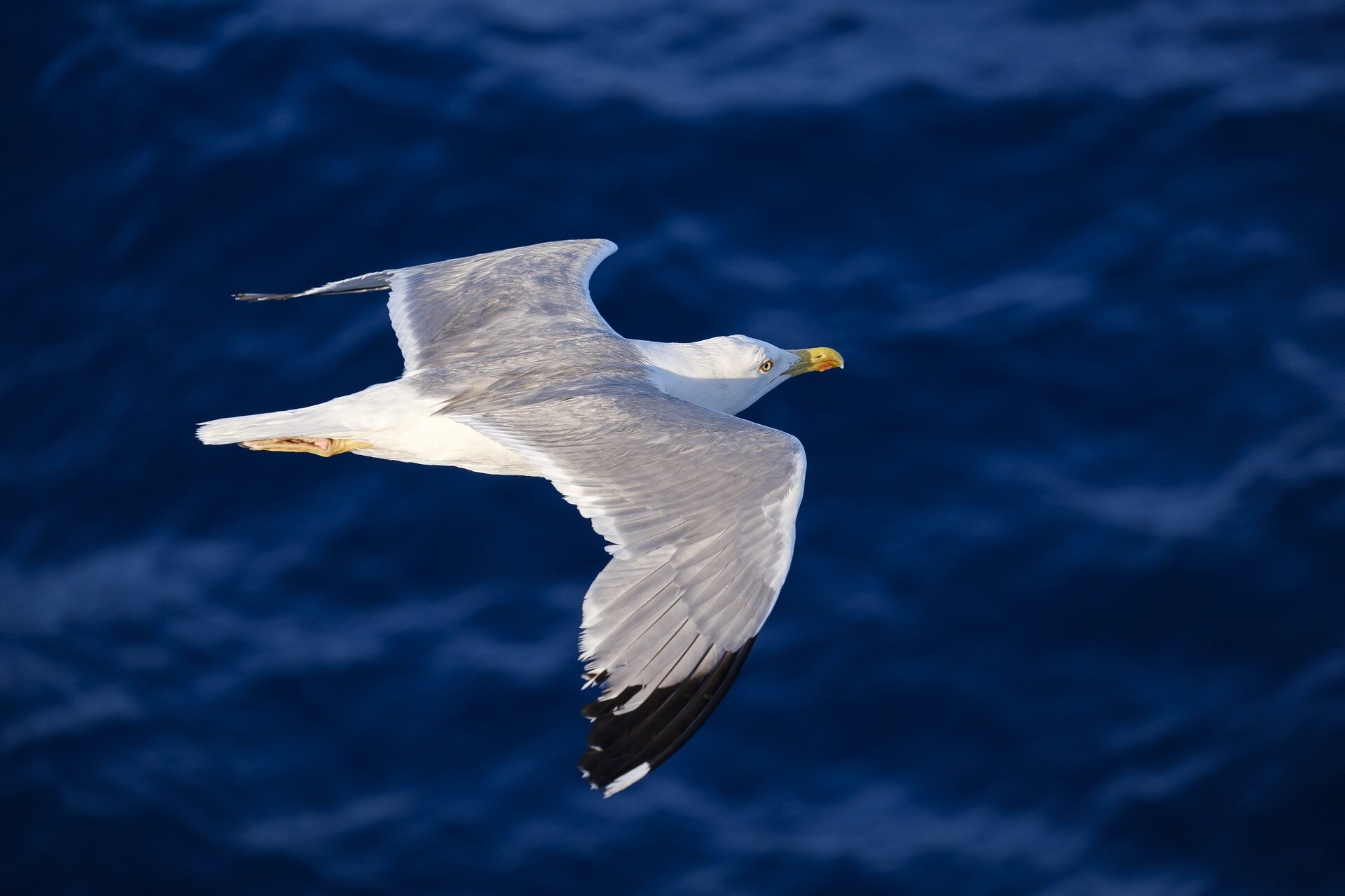 Why Do Seagulls Fly Over Sea: Behavior Explained