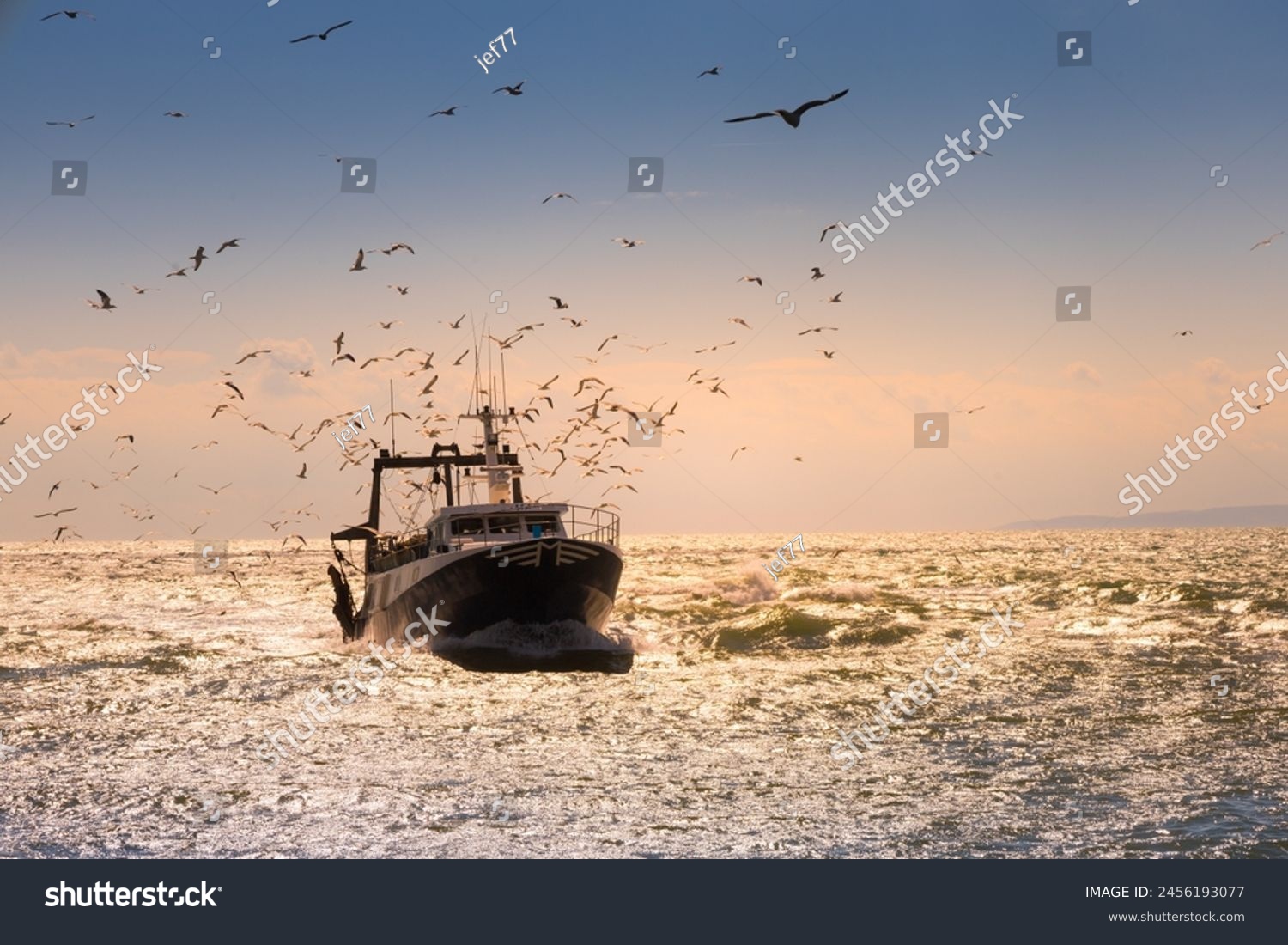 Why Do Seagulls Follow Ships: Maritime Behavior Guide