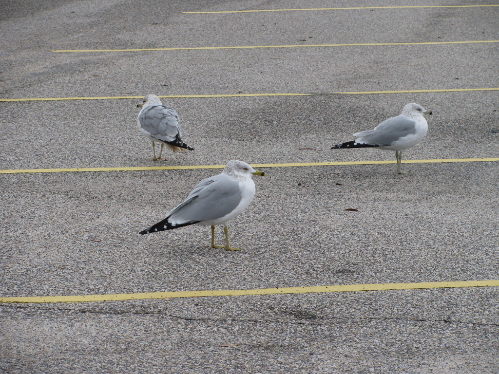 Why Do Seagulls Gather in Parking Lots: Urban Behavior