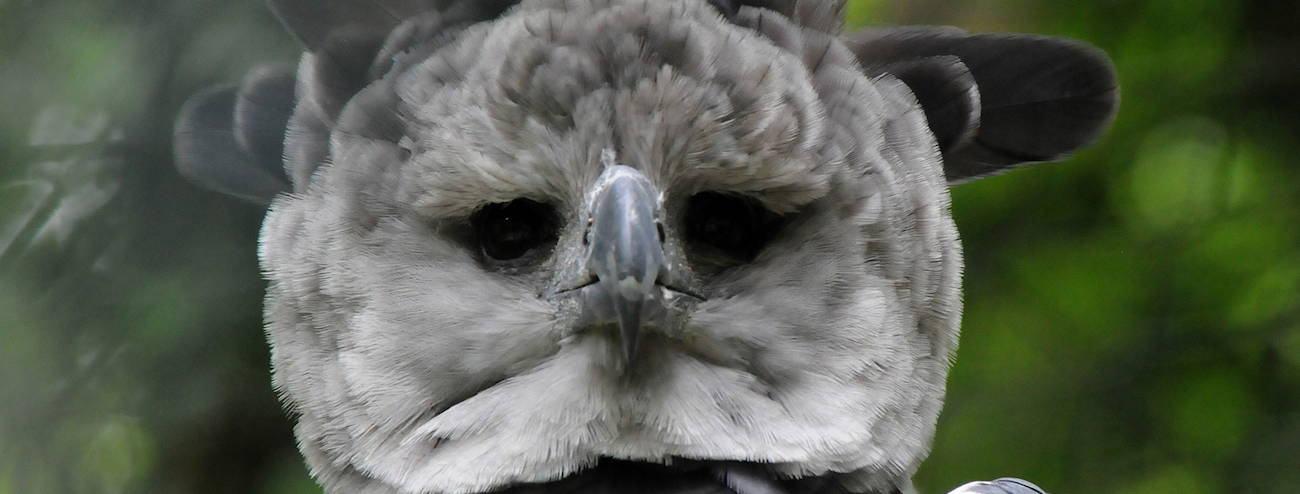 Will Bald Eagles Eat Cats? Hunting Facts Revealed