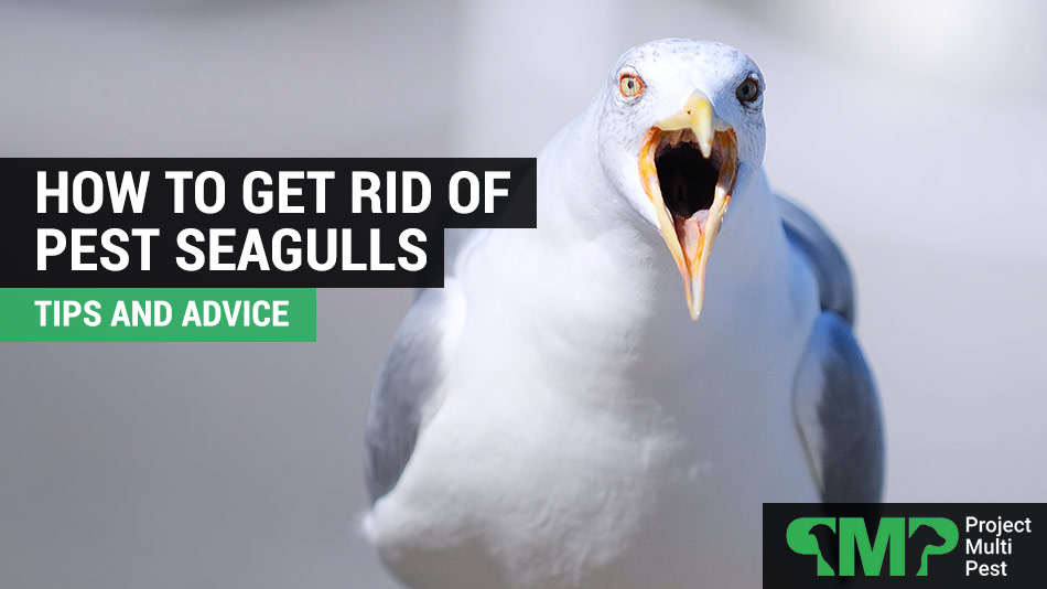 Will Seagulls Attack Humans: Safety Guide